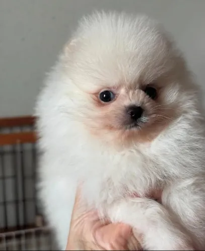Cachorro Lulu da Pomerania promoção da semana, oportunidade única