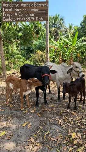 Vendo essas vacas