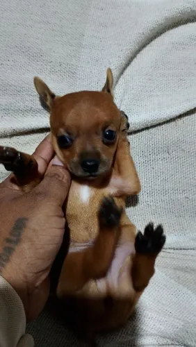 Cachorro
