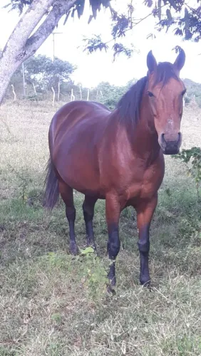 Egua Quarto De Milha 
