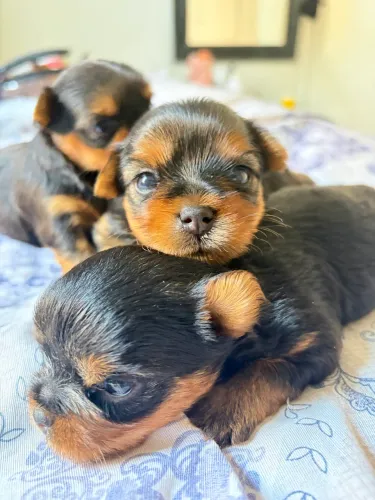 Filhotes de yorkshire terrier