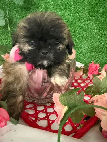 Vendo lindos filhotes de shih tzu macho e fêmea
