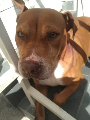 Doação Pitbull Fêmea