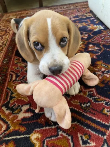 Beagle Preparado para torcer ao lado do seu novo parceiro?