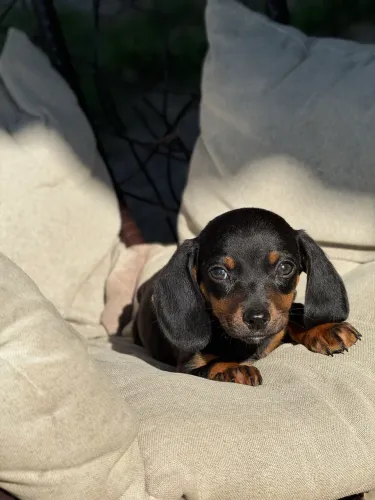 Dachshund - Cofap - linguicinha - macho/fêmea