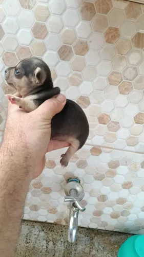 Pinscher 1