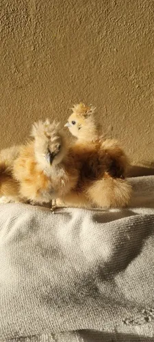 Pintinhos de sedosa do japao 