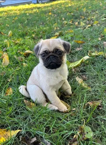 Pug Cachorrinhos incríveis disponíveis agora