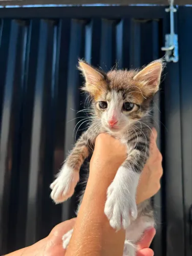 filhote de gato macho para adoção responsável!