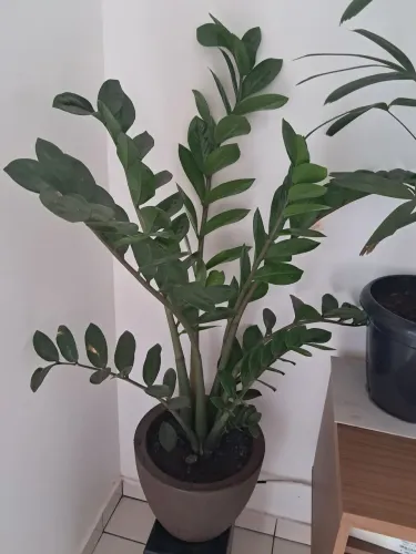Zamioculca 