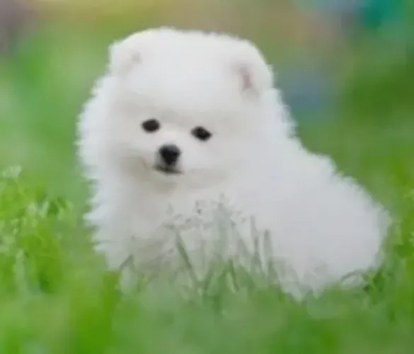 Lulu da pomerania