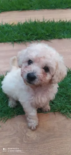 ? Fofura em Dobro! Lindos Filhotes de Poodle à Venda ?