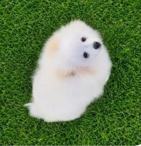 Lulu da Pomerânia Anão MACHO parcelo sem juros