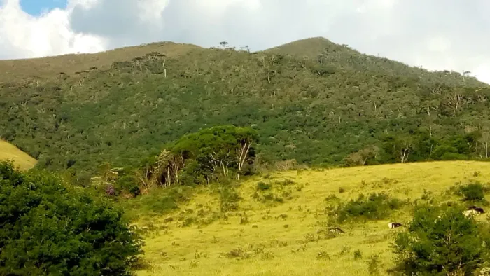 Vendo Terreno com mata nativa preservada e abundante em água de nascente ..
