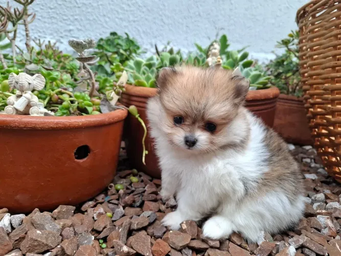 Lulu da pomerania femea anão