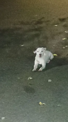 Doação cachorro porte médio ja castrado e docel