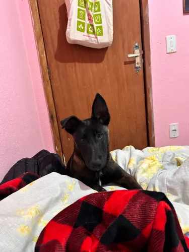 Pastor belga malinois