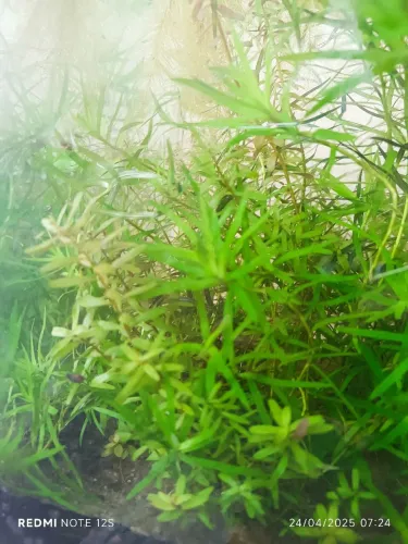 Plantas para Aquario. Sem CO2. R$20,00 Cada Muda.