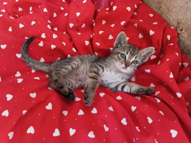 Filhotinhos de gato