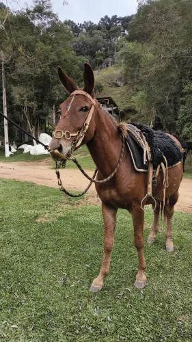Burro quarto de milha 