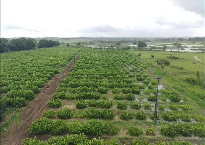 Vendo granja bem localizada com 4 hetares