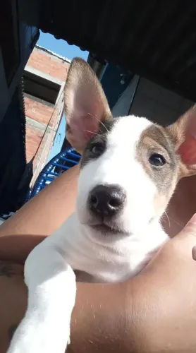 Filhote de Bull terrier o parceiro ideal para quem gosta de personalidade