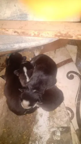Vendo cachorro husky siberiano valor 250 reais reais