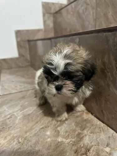 cachorro filhote shih tzu