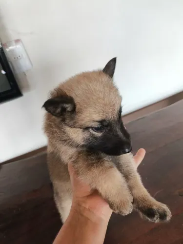 Cachorro Pastor Alemão