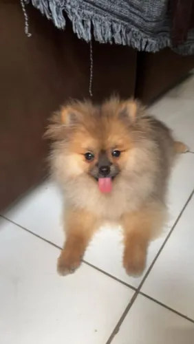 Spintz alemão Negociavel