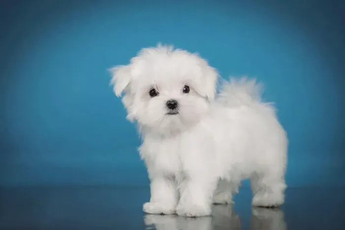 Maltes mini filhote femea 