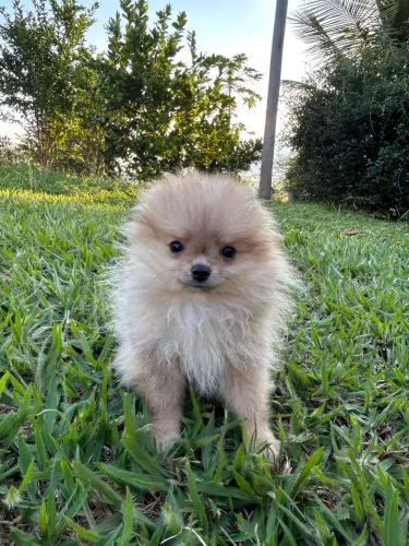 Spitz Alemão (Lulu da Pomerania)