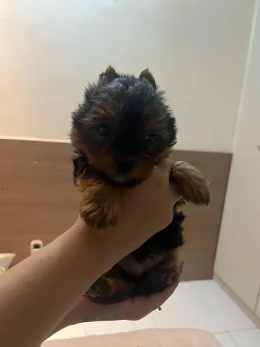 cachorro yorkshire 