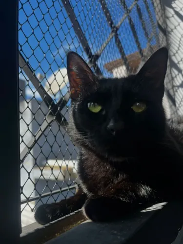 Gata castrada