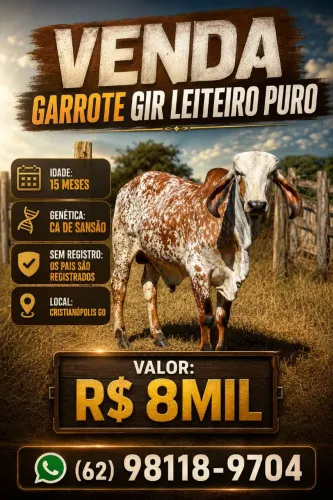 Garrote Gir Leiteiro