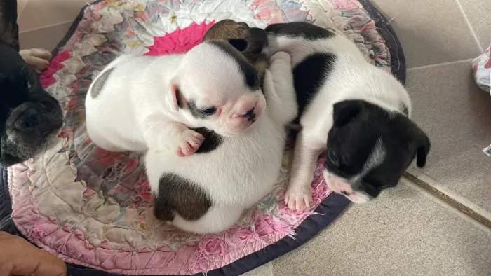 Filhote de buldogue francês