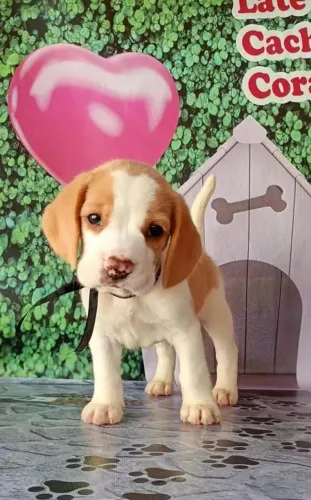 Bicolor e Tricolor , Filhotinhos de Beagle com exames e vacinados