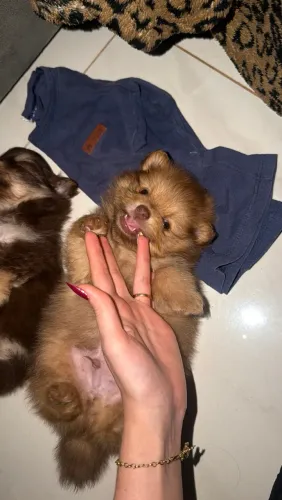 2 filhotes de Spitz alemão lindos 
