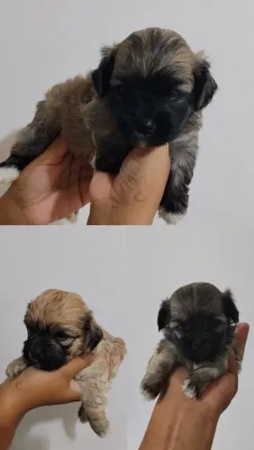 Filhotinhos de Shitzu com Poodle a venda