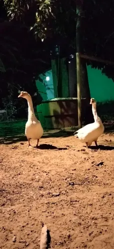 Vendo Casal de ganso
