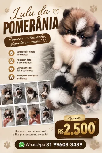 Lulu da pomerania