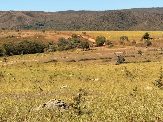 Aluguel de pasto para gado ou cavalos