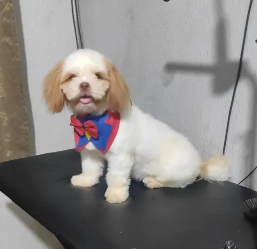 Vende-se filhote de shih Tzu