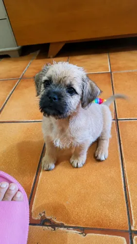 Doa-se filhote fêmea