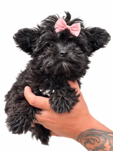 YORKSHIRE FÊMEA BLACK MICRO BEM PEQUENA 