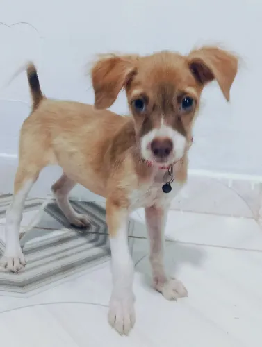 Cachorrinha doação 