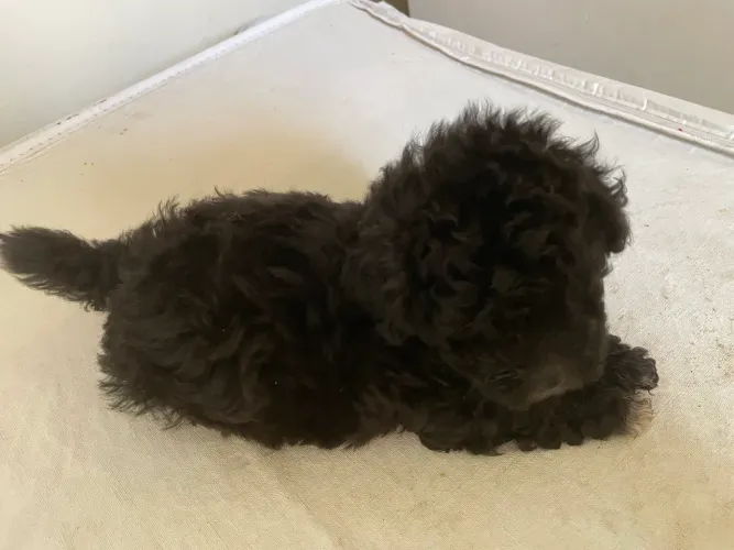 Vendo Filhote de POODLE número 1- Macho de cor preta 