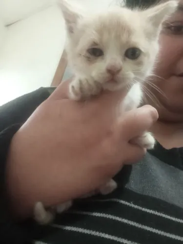 Vendo gato persa com angora