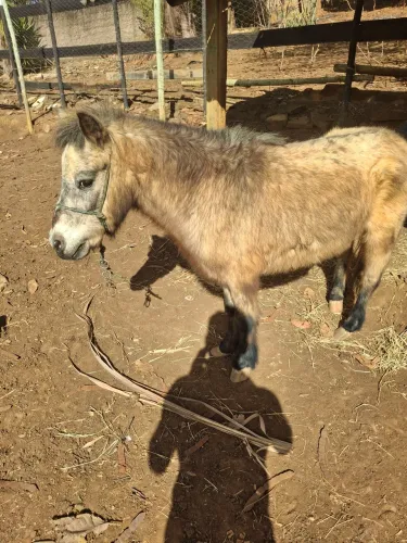 Pôneis