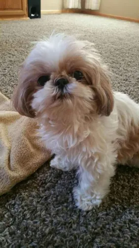 Filhote shih tzu, Descubra o Que É Amor de Verdade!